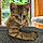 Achille