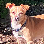 Skippy is registered to the contest to win money with this photo: alert, animal, backyard, canine, collar, daylight, dog, ears_up, fur, greenery, leaves, nature, outdoor, pet, small_dog, standing, sunlight, tag, tan_dog, wood_chips