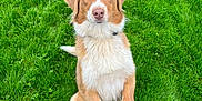 Utopia a rejoint le concours — aidez-le/la à gagner de superbes lots ! dog, grass, outdoor, pet, animal, canine, fur, brown, white, sitting, nature, green, cute, alert, mammal, eyes, portrait, friendly, companion, playful