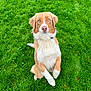 dog, grass, outdoor, pet, animal, canine, fur, brown, white, sitting, nature, green, cute, alert, mammal, eyes, portrait, friendly, companion, playful