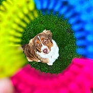 Utopia a rejoint le concours — aidez-le/la à gagner de superbes lots ! dog, blue_eyes, grass, colorful, yellow, blue, pink, circular_frame, looking_up, outdoor, pet, animal, fur, brown, white, playful, focus, portrait, cute, eyes