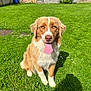 dog, canine, pet, tongue_out, grass, greenery, sunlight, outdoor, yard, garden, shed, happy, sitting, brown, white, fur, nature, summer, animal, cute