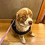 puppy, dog, pet, leash, harness, indoor, wooden_floor, brown_fur, white_fur, cute, young_dog, sitting, looking_up, animal, companion, domestic_animal, furry, adorable, waiting, close_up