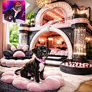 Luna is registered to the contest to win money with this photo: puppy, dog, black_dog, tuxedo_puppy, pink_theme, plush_bed, paw_cushion, ball_pit, chandelier, fairy_lights, luxury_interior, cozy_rug, collar, indoor, window, plants, decorative_columns, portrait_inset, cute, pet_room