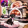 puppy, dog, black_dog, tuxedo_puppy, pink_theme, plush_bed, paw_cushion, ball_pit, chandelier, fairy_lights, luxury_interior, cozy_rug, collar, indoor, window, plants, decorative_columns, portrait_inset, cute, pet_room