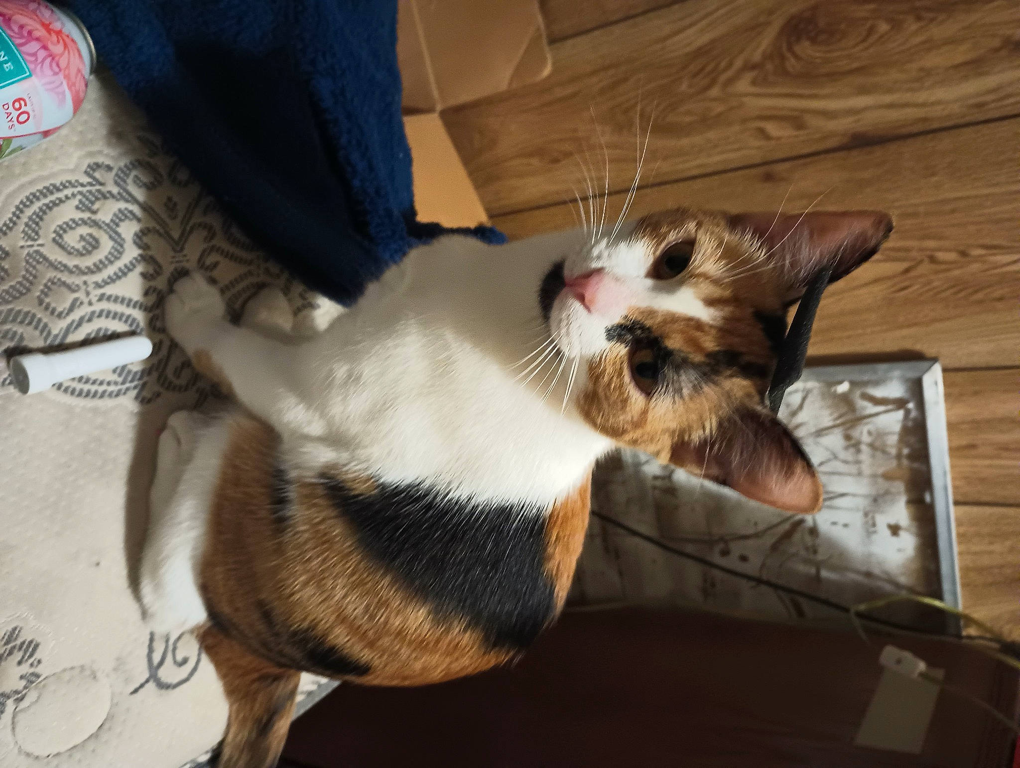 Lil Bit is registered to the contest to win money with this photo: box, carnivore, cat, comfort, companion_dog, domestic_short_haired_cat, felidae, fur, hardwood, lap, paw, small_to_medium_sized_cats, tail, whiskers, wood