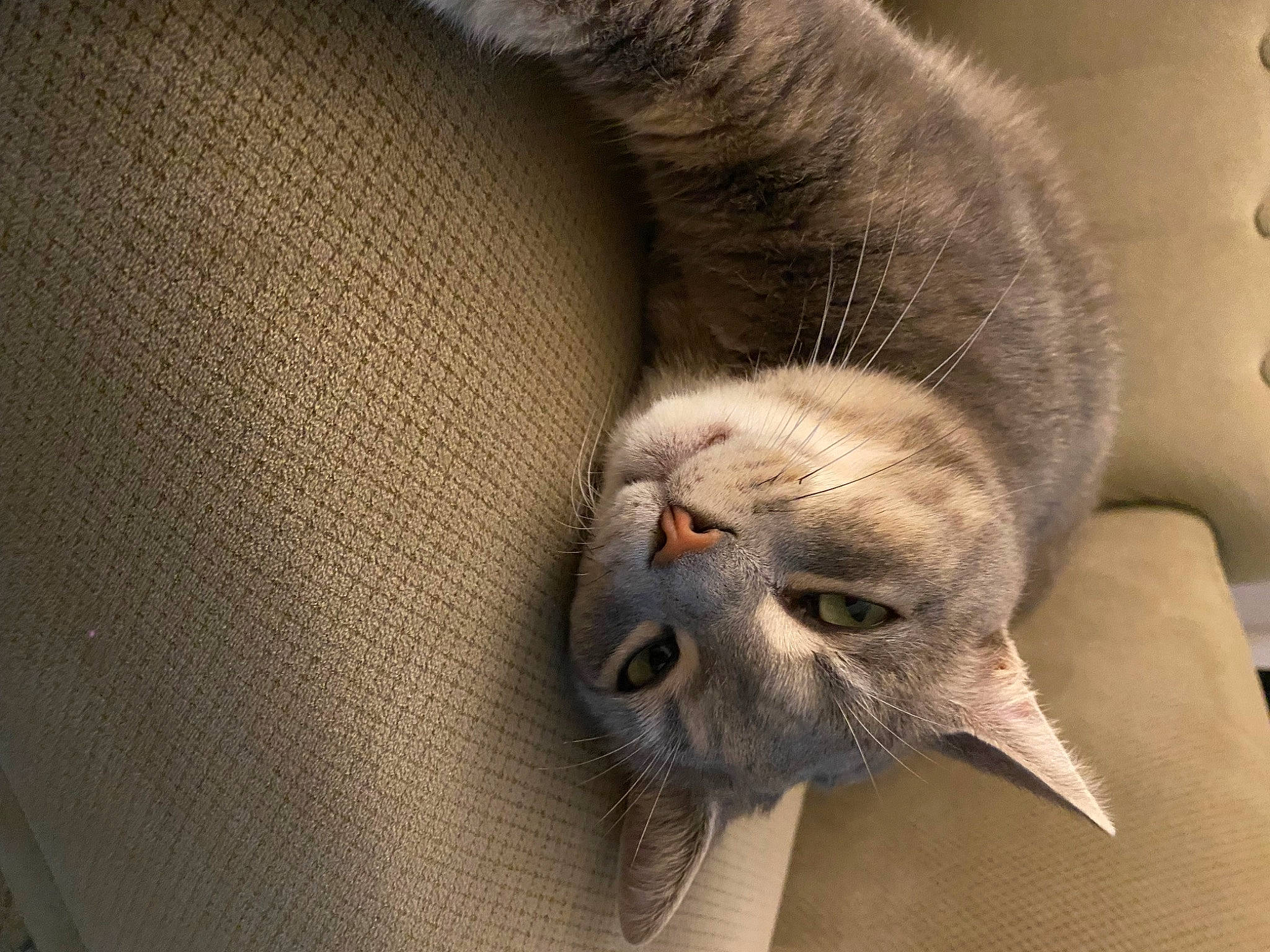 Billy a rejoint le concours — aidez-le/la à gagner de superbes lots ! carnivore, cat, claw, comfort, domestic_short_haired_cat, ear, fawn, felidae, fur, grey, paw, small_to_medium_sized_cats, snout, tail, terrestrial_animal, whiskers