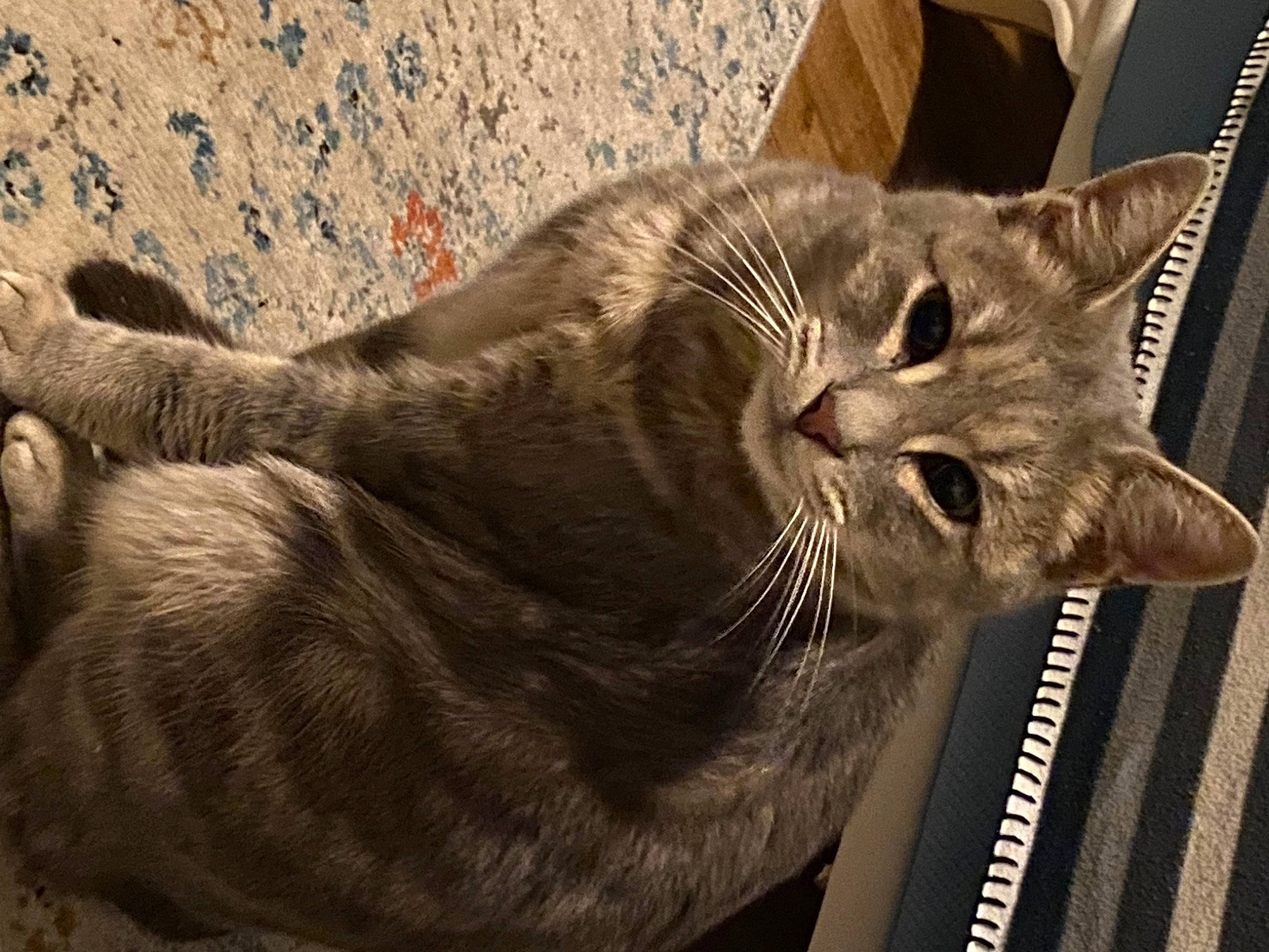 Billy a rejoint le concours — aidez-le/la à gagner de superbes lots ! carnivore, cat, claw, comfort, domestic_short_haired_cat, felidae, fur, mammal, paw, small_to_medium_sized_cats, snout, tail, terrestrial_animal, whiskers, window