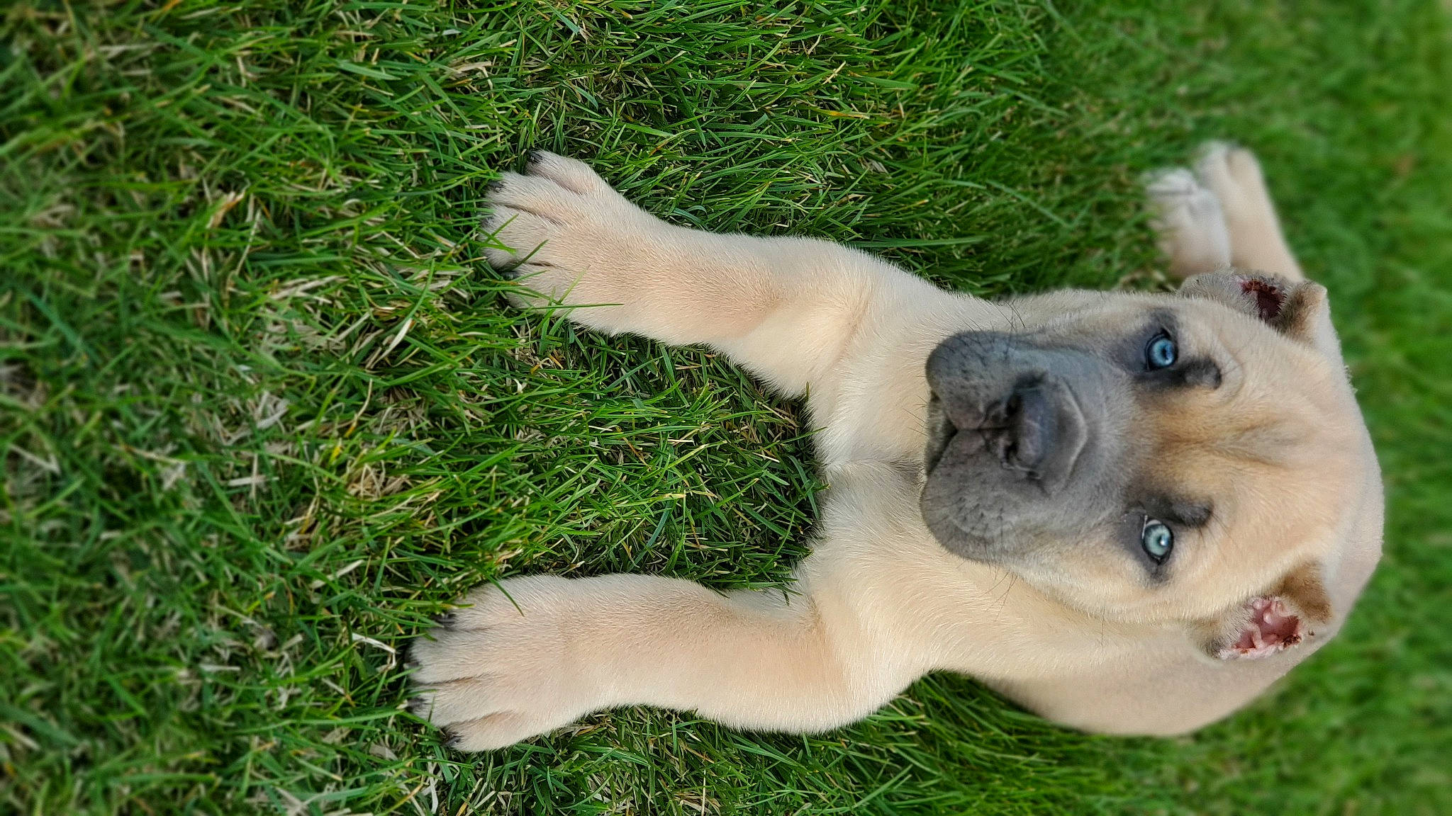 Gino joined the competition — help win amazing prizes! canidae, carnivore, collar, companion_dog, dog, dog_breed, dog_collar, fawn, grass, groundcover, lawn, paw, plant, retriever, snout, sporting_group, tail, terrestrial_animal, whiskers, working_animal