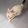 Alpha a rejoint le concours — aidez-le/la à gagner de superbes lots ! kitten, white_cat, floor, wooden_floor, pet, animal, walking, indoors, young_cat, feline, curious, small, cute, blurred, soft_focus, looking_up, domestic_animal, fur, whiskers, ears