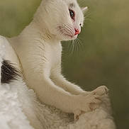Alpha participe au concours pour gagner de l'argent avec cette photo : animal, blanket, cat, closeup, cozy, curious, cute, feline, fluffy, indoor, kitten, paw, pet, pink_nose, portrait, side_view, soft_fur, whiskers, white_cat, young_cat