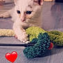 Alpha participe au concours pour gagner de l'argent avec cette photo : kitten, cat, white_cat, toy, floor, playful, pet, indoor, cute, fuzzy_toy, paw, animal, young_cat, domestic_cat, closeup, curious, small, feline, heart_emoji, blurred_background
