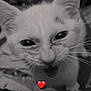 kitten, cat, close_up, black_and_white, animal, pet, whiskers, ears, eyes, mouth_open, feline, cute, young, fur, indoor, soft_focus, adorable, small, heart_emoji, expression