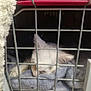 kitten, cat, pet_carrier, metal_bars, blanket, sleeping, indoor, cozy, white_fur, resting, animal, cage, soft_texture, closeup, feline, young_cat, domestic_animal, quiet, comfort, nap