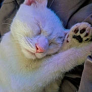 Alpha participe au concours pour gagner de l'argent avec cette photo : cat, kitten, sleeping, white_fur, paw, close_up, cozy, cute, pet, animal, feline, resting, soft_fur, indoor, blanket, cute_face, peaceful, whiskers, pink_nose, relaxed