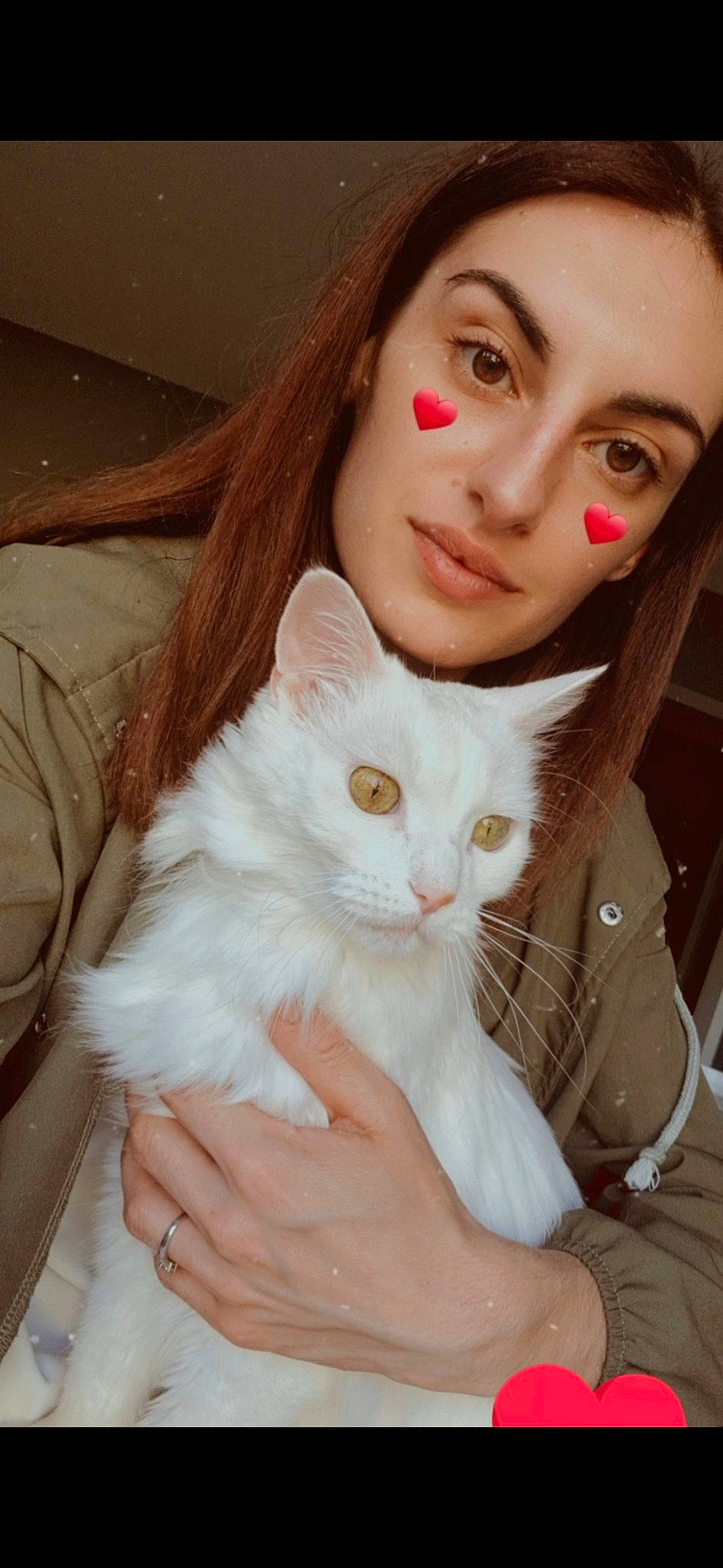 Fifi participe au concours pour gagner de l'argent avec cette photo : carnivore, cat, cheek, ear, eye, eyebrow, eyelash, fawn, felidae, flash_photography, gesture, head, iris, lip, nose, organ, shoulder, skin, small_to_medium_sized_cats, whiskers