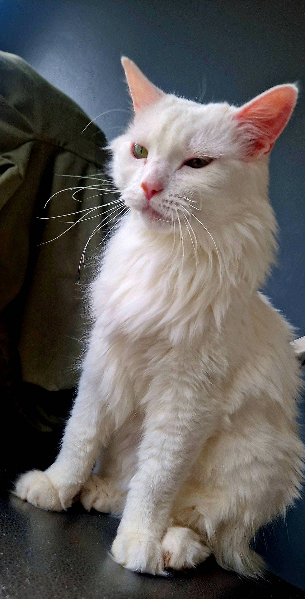 Fifi participe au concours pour gagner de l'argent avec cette photo : carnivore, cat, claw, comfort, domestic_short_haired_cat, felidae, fur, iris, paw, small_to_medium_sized_cats, snout, tail, terrestrial_animal, whiskers, window