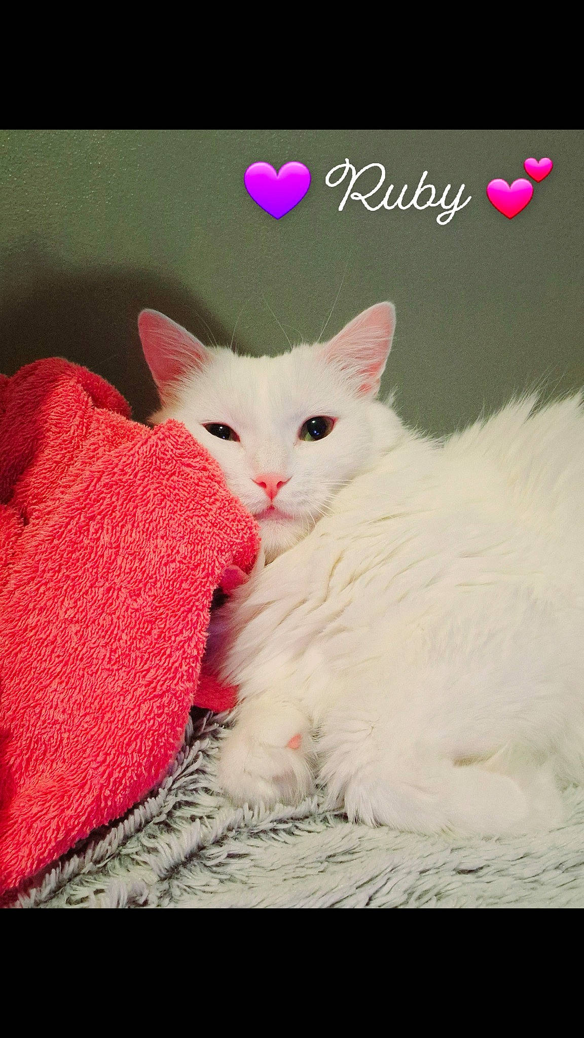 Ruby a rejoint le concours — aidez-le/la à gagner de superbes lots ! carmine, carnivore, cat, comfort, creative_arts, felidae, font, fur, happy, love, pattern, paw, petal, photo_caption, small_to_medium_sized_cats, tail, whiskers