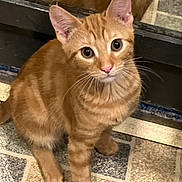 Topaz is registered to the contest to win money with this photo: cat, kitten, orange_tabby, pet, animal, cute, feline, whiskers, ears, floor_tiles, reflection, indoor, curious, young_cat, small_pet, domestic_cat, fur, pink_nose, sitting, looking_up