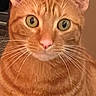 cat, orange_tabby, tabby, feline, pet, animal, close_up, portrait, whiskers, ears, green_eyes, pink_nose, striped_fur, ginger_fur, alert, indoors, home, centered, symmetrical, photography