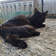 Pearly participe au concours pour gagner de l'argent avec cette photo : animal, black_cat, cat, closeup, daylight, ear, feline, fence, fluffy, long_hair, nature, outdoor, paw, pet, relaxed, resting, rustic, squinting, texture, wood_surface