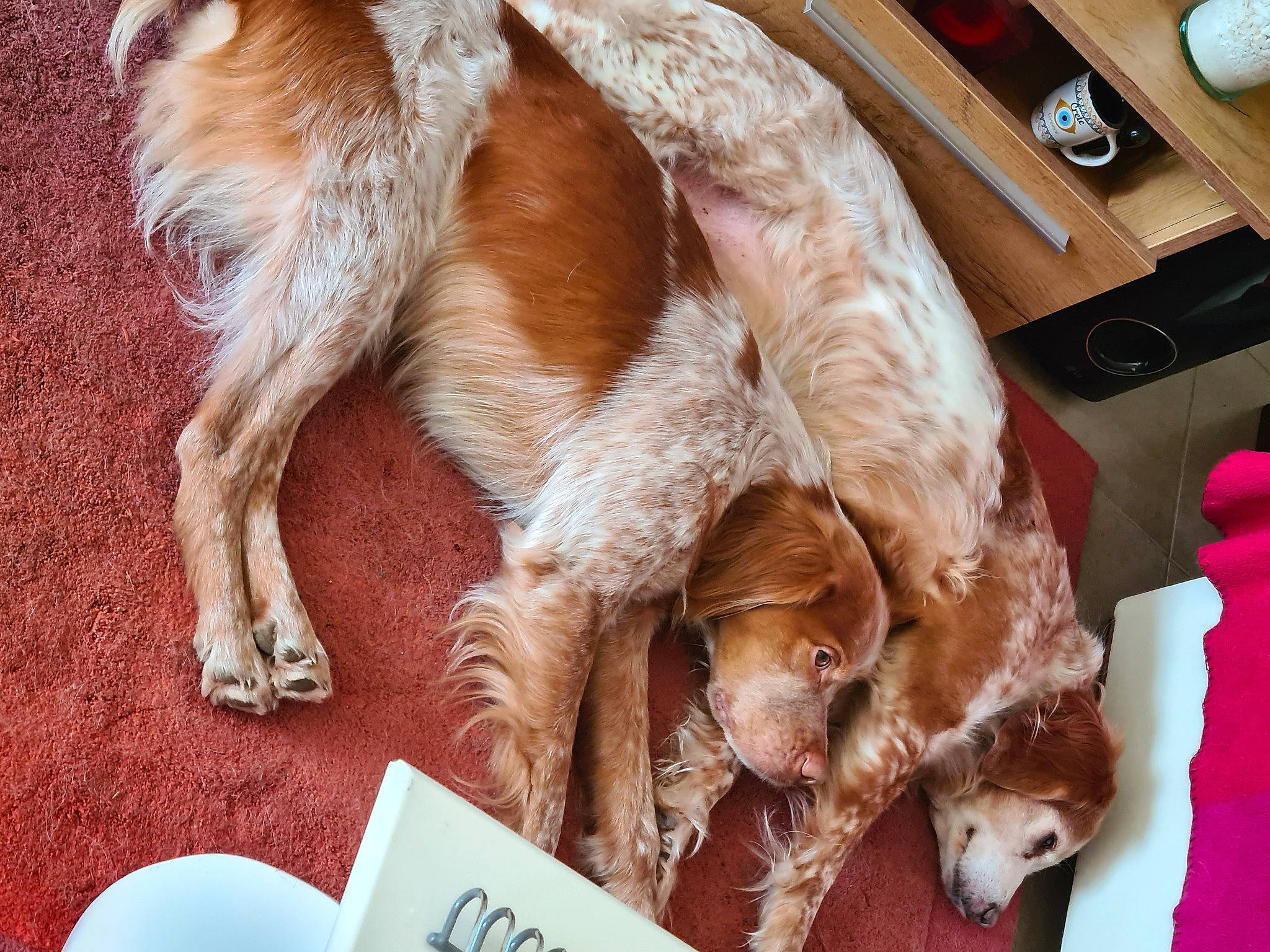 Sandy Et Nouky a rejoint le concours — aidez-le/la à gagner de superbes lots ! canidae, carnivore, comfort, companion_dog, dog, dog_breed, fawn, fur, kitchen_appliance, liver, mobile_phone, paw, small_to_medium_sized_cats, snout, spaniel, sporting_group, tableware, tail, whiskers, working_animal