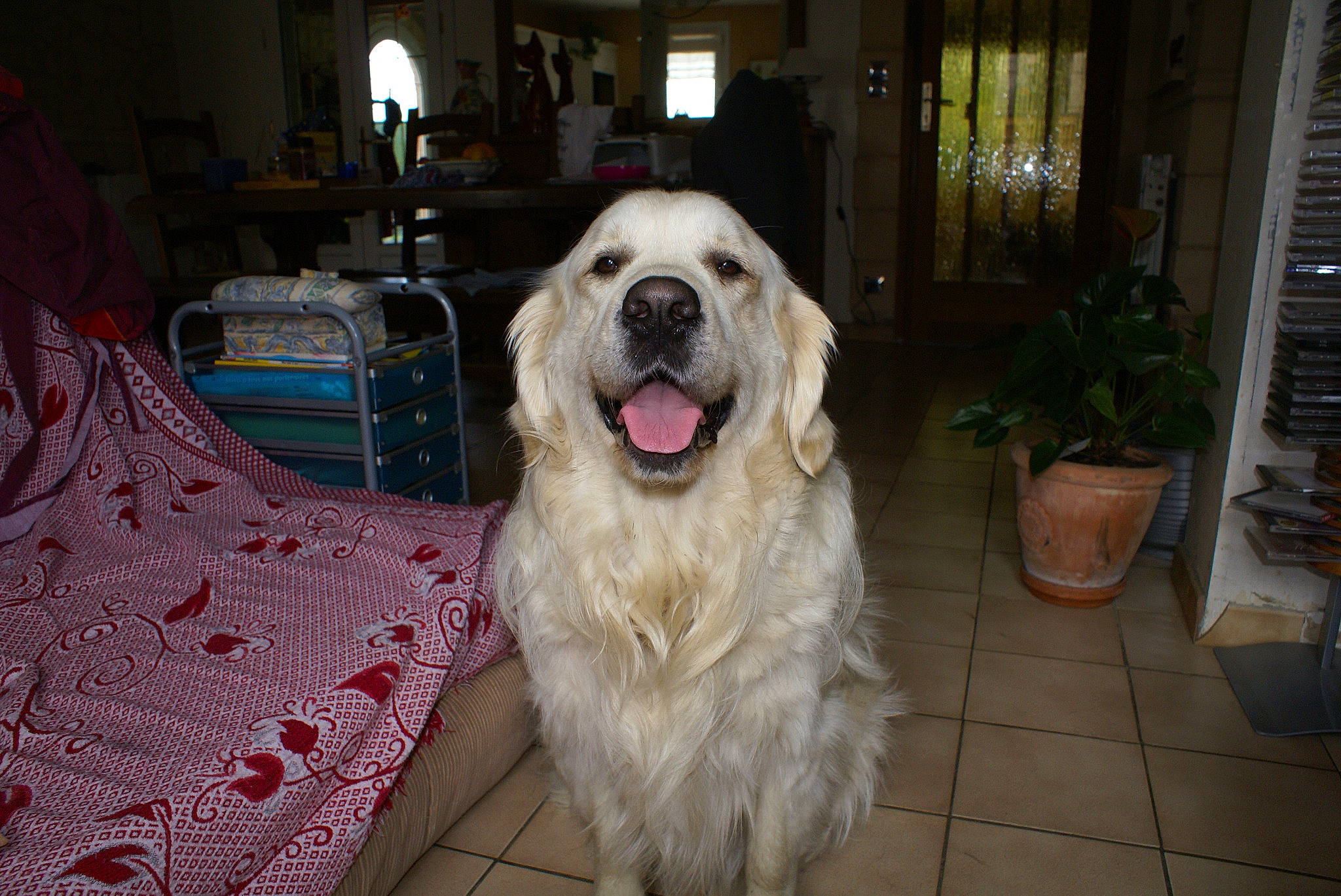 Cwany participe au concours pour gagner de l'argent avec cette photo : carnivore, collar, companion_dog, dog, dog_breed, dog_collar, fang, fawn, flowerpot, fur, golden_retriever, gun_dog, houseplant, livestock_guardian_dog, pet_supply, plant, snout, sporting_group, whiskers, working_animal