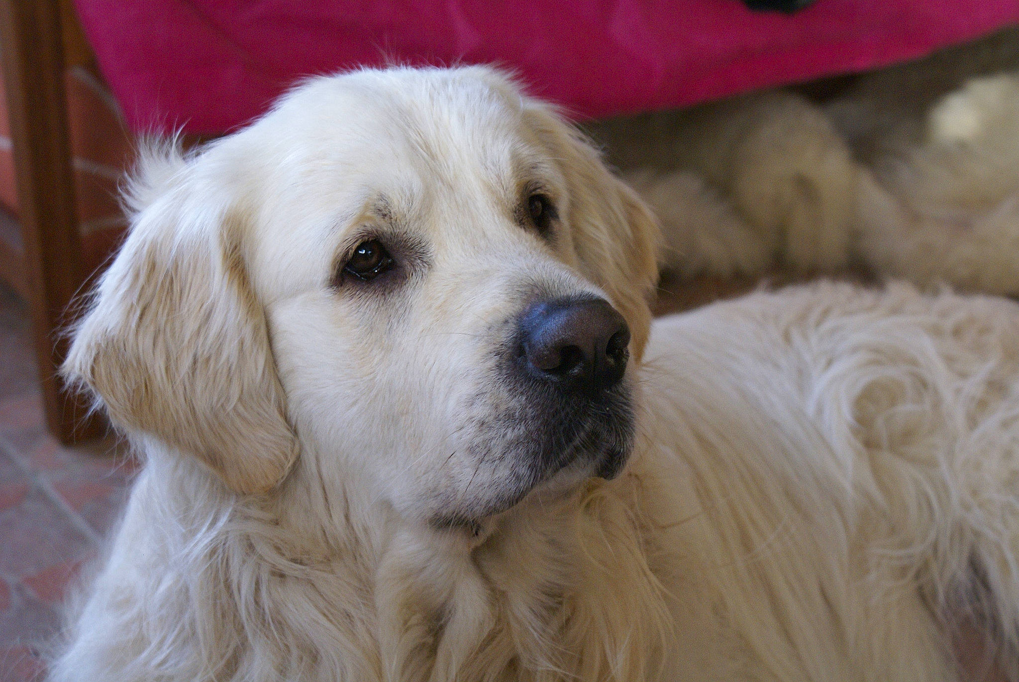 Cwany participe au concours pour gagner de l'argent avec cette photo : ancient_dog_breeds, canidae, carnivore, companion_dog, dog, dog_breed, eye, fawn, fur, golden_retriever, gun_dog, livestock_guardian_dog, natural_material, polish_tatra_sheepdog, snout, sporting_group, whiskers, working_dog