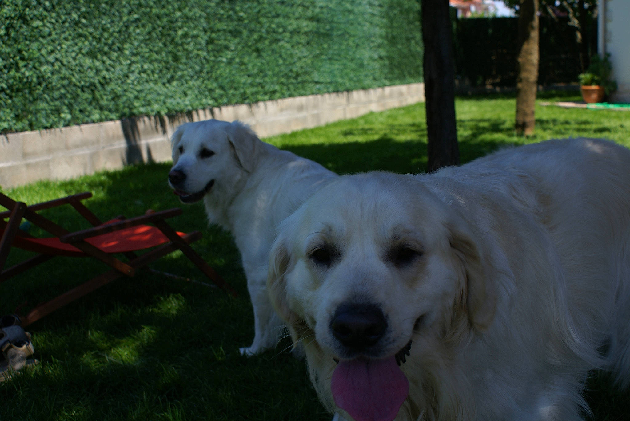Cwany participe au concours pour gagner de l'argent avec cette photo : canidae, carnivore, chair, companion_dog, dog, dog_breed, fence, grass, great_pyrenees, gun_dog, livestock_guardian_dog, plant, polish_tatra_sheepdog, snout, sporting_group, tail, tree, working_animal, working_dog