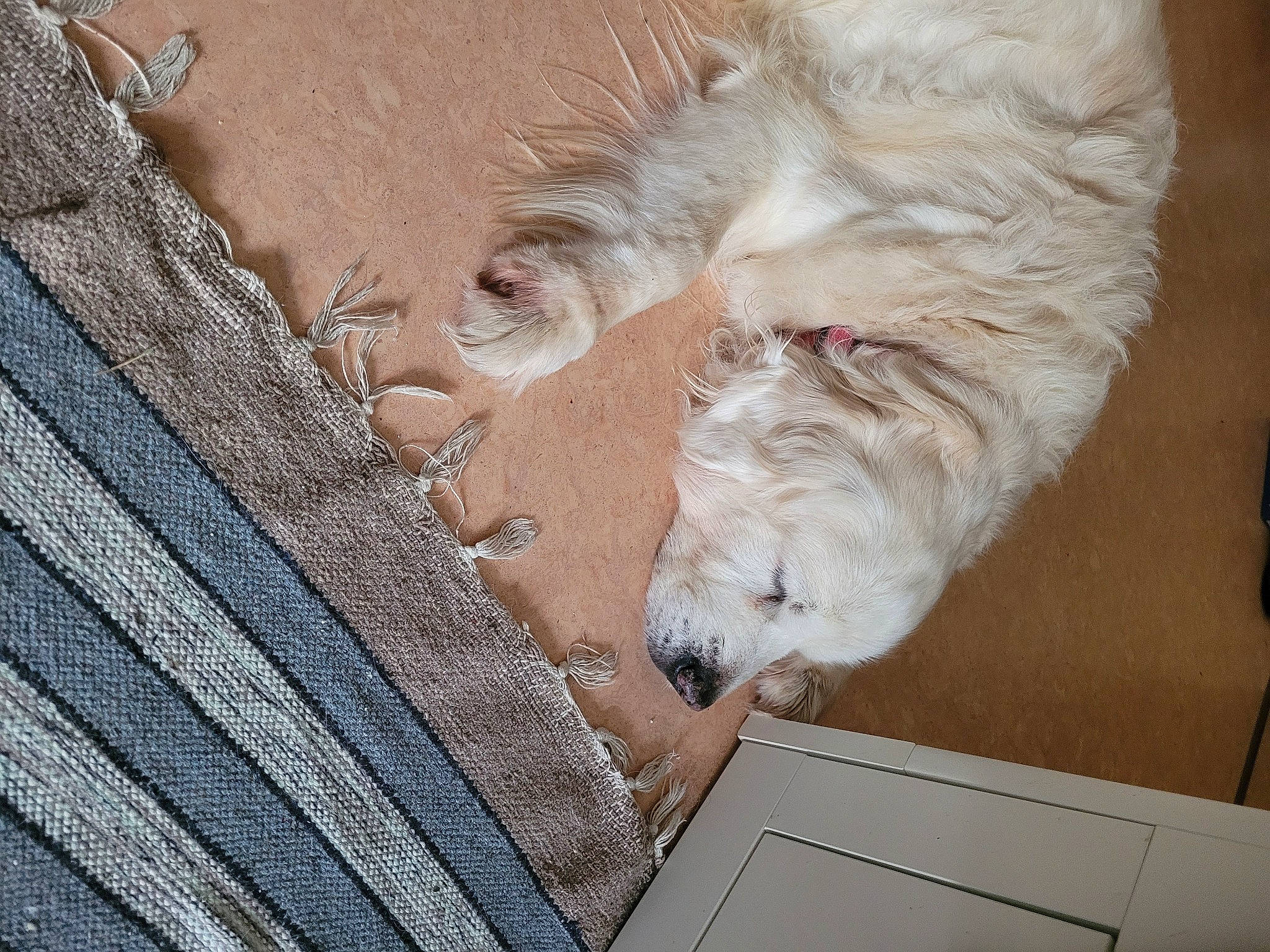 Cwany a rejoint le concours — aidez-le/la à gagner de superbes lots ! canidae, carnivore, companion_dog, concrete, dog, dog_breed, flooring, fur, giant_dog_breed, grey, mammal, schnauzer, snout, sporting_group, tail, trunk, vertebrate, wood, working_animal