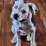 Jewel is registered to the contest to win money with this photo: puppy, dog, heterochromia, collar, tag, wooden_floor, pet, sitting, curious, white_fur, black_fur, indoor, cute, animal, young, ears, paw, canine, closeup, portrait
