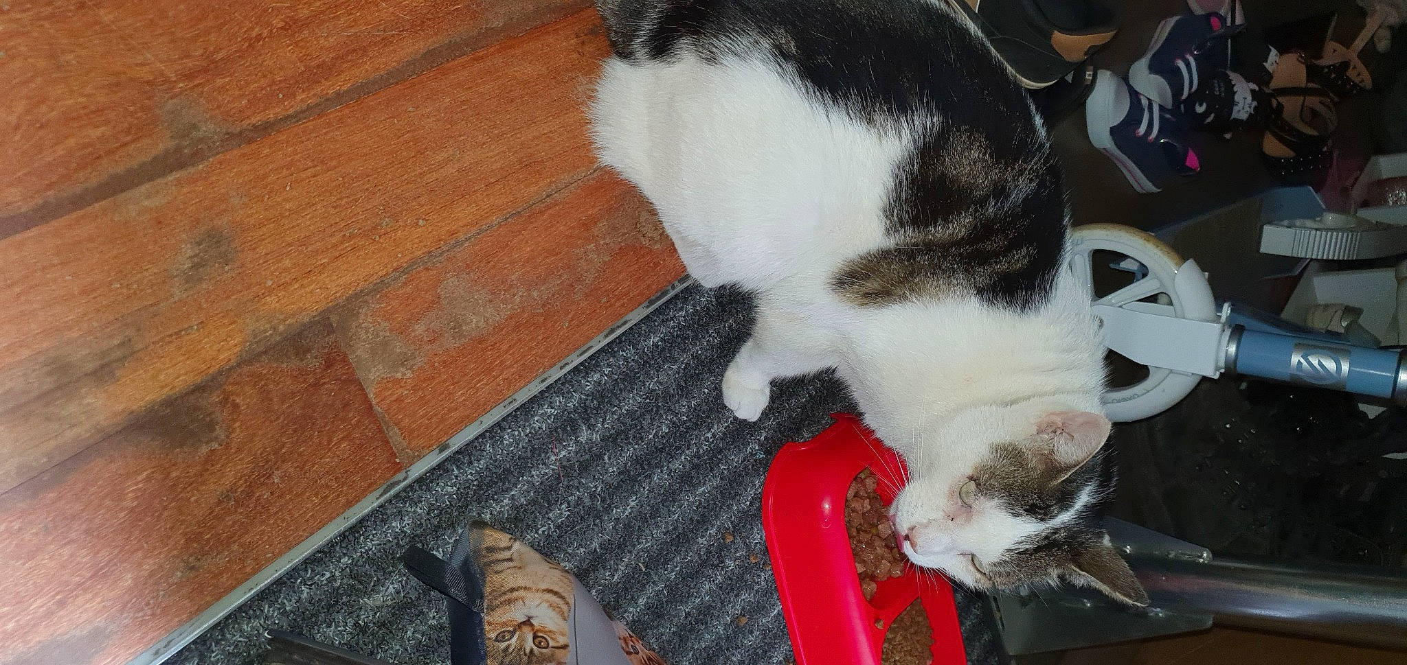 Irisse a rejoint le concours — aidez-le/la à gagner de superbes lots ! carnivore, cat, domestic_short_haired_cat, european_shorthair, felidae, fur, paw, polydactyl_cat, small_to_medium_sized_cats, tail, whiskers