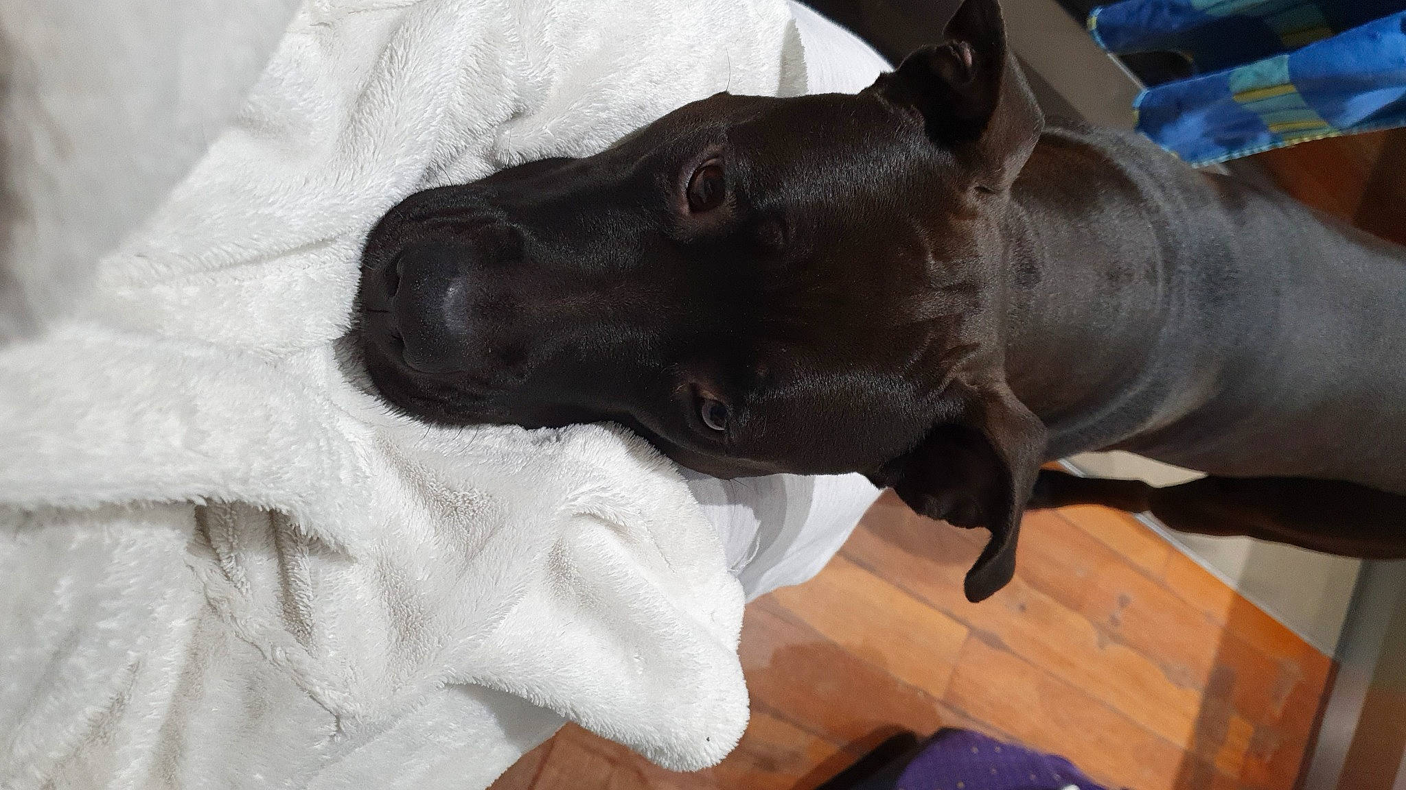 Gaïa participe au concours pour gagner de l'argent avec cette photo : canidae, carnivore, collar, companion_dog, dog, dog_breed, dog_collar, ear, fawn, fur, gesture, grey, liver, sculpture, snout, sporting_group, statue, tail, whiskers, working_animal