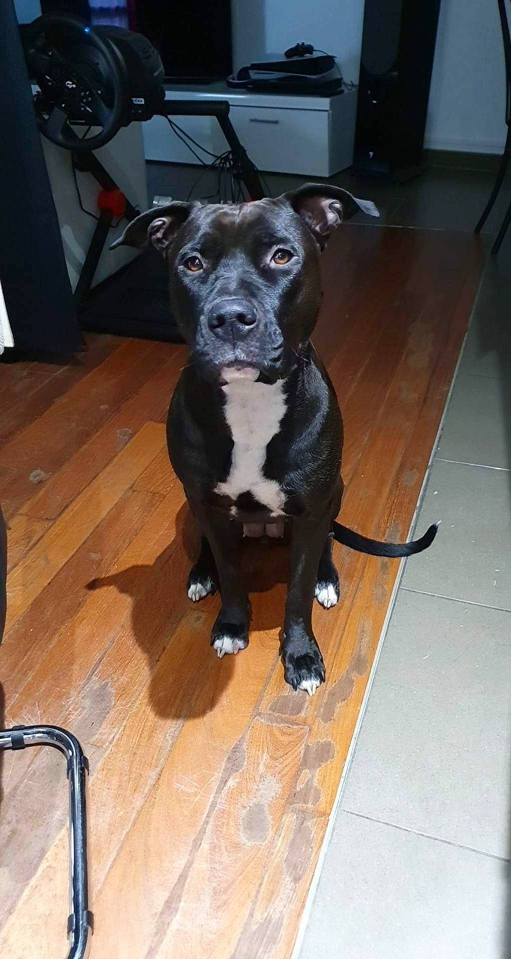 Gaïa a rejoint le concours — aidez-le/la à gagner de superbes lots ! borador, canidae, carnivore, companion_dog, dog, dog_breed, floor, flooring, fur, guard_dog, hardwood, non_sporting_group, tail, terrestrial_animal, toy_dog, varnish, whiskers, wood, wood_flooring, working_animal