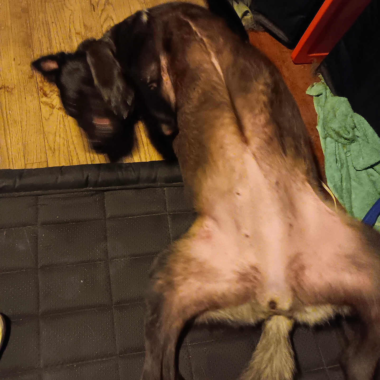 Sahasa joined the competition — help win amazing prizes! animal, background, canine, casual, dog, domestic, floor, flooring, fur, household, indoor, lying_down, mat, motion_blur, paw, pet, relaxed, resting, tail, wooden_floor