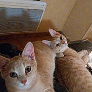Symba Et Nala participe au concours pour gagner de l'argent avec cette photo : abyssinian, accessories, animal, bag, bed, bedroom, cat, closet, couch, cupboard, drawer, furniture, indoors, kitten, manx, pet, plywood, room, siamese, wood