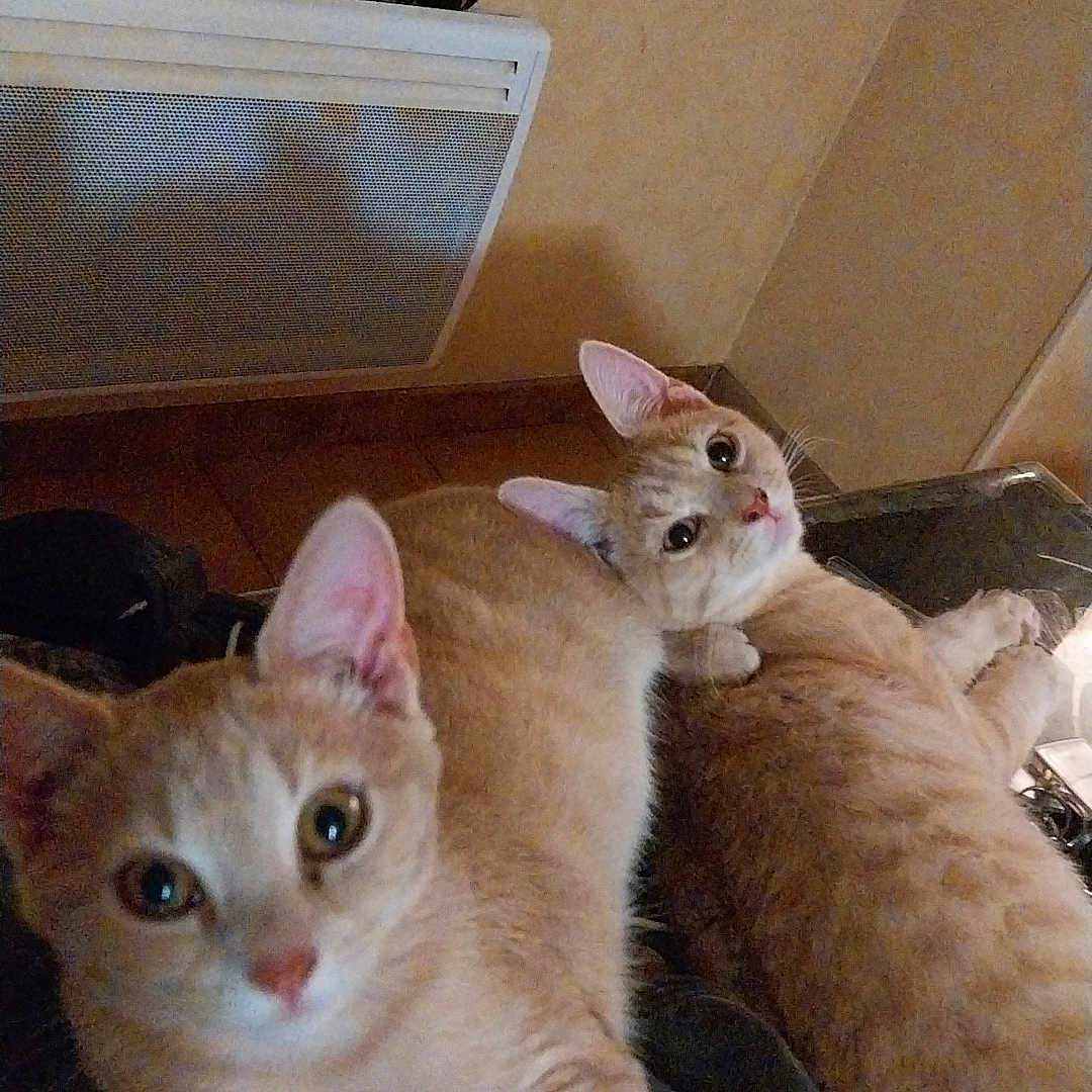 Symba Et Nala