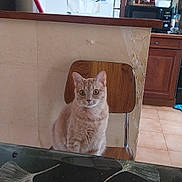 Nala participe au concours pour gagner de l'argent avec cette photo : cat, orange_tabby, chair, kitchen, refrigerator, broom, wooden_chair, cabinet, tile_floor, table, curious, domestic_animal, pet, indoor, feline, appliance, countertop, wide_eyes, sitting, household