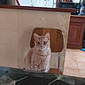 cat, orange_tabby, chair, kitchen, refrigerator, broom, wooden_chair, cabinet, tile_floor, table, curious, domestic_animal, pet, indoor, feline, appliance, countertop, wide_eyes, sitting, household