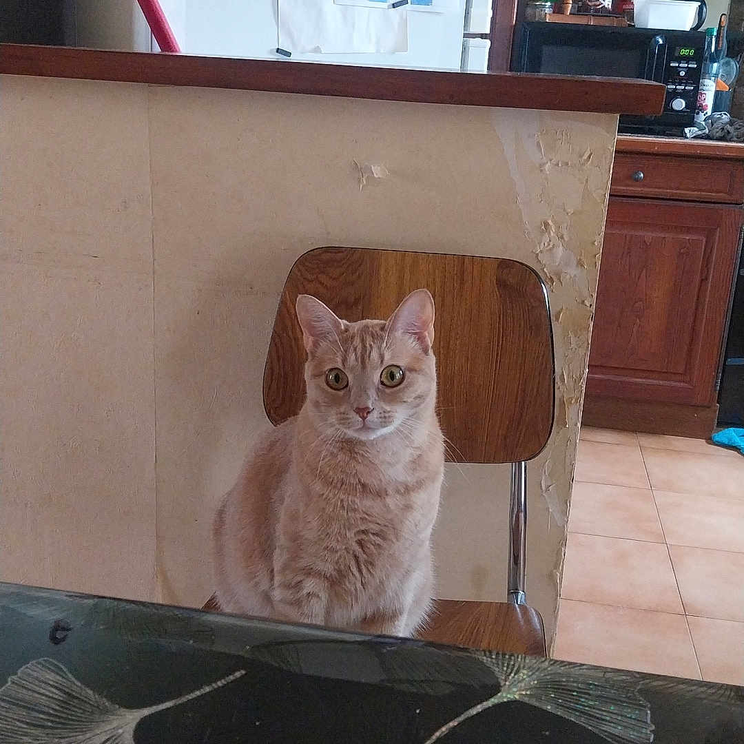 Nala