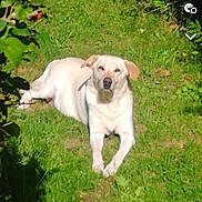 Falko a rejoint le concours — aidez-le/la à gagner de superbes lots ! accessories, animal, backyard, canine, dog, grass, herbal, herbs, hound, labradorretriever, lawn, nature, outdoors, pet, plant, puppy, strap, text, vegetation, yard