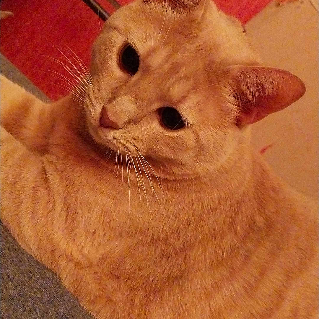 Symba
