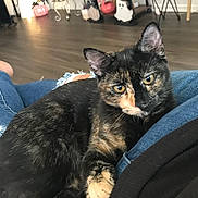 Mavis is registered to the contest to win money with this photo: animal, black_fur, cat, ears, feline, halloween_decor, home, indoors, jeans, kitten, lap, lounging, orange_patches, pet, portrait, shelves, tortoiseshell, whiskers, wood_floor, yellow_eyes