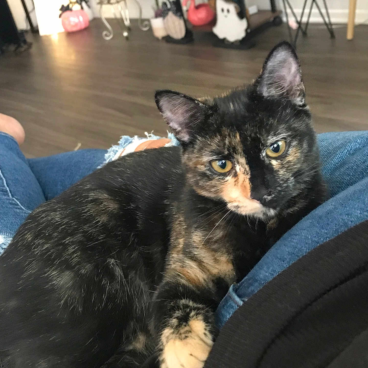 Mavis is registered to the contest to win money with this photo: animal, black_fur, cat, ears, feline, halloween_decor, home, indoors, jeans, kitten, lap, lounging, orange_patches, pet, portrait, shelves, tortoiseshell, whiskers, wood_floor, yellow_eyes