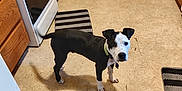 Lucky joined the competition — help win amazing prizes! alert, animal, appliance, black_and_white, cabinet, collar, curious, dog, domestic, door, floor, home, indoor, kitchen, pet, quiet, rug, shadow, stove, tile_floor