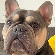 Chief is registered to the contest to win money with this photo: dog, french_bulldog, pet, close_up, portrait, ears, snout, wrinkled_face, eyes, couch, indoor, pillow, wall_art, brown, tan, gray, domestic_animal, muzzle, whiskers, looking_at_camera