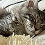 Samael a rejoint le concours — aidez-le/la à gagner de superbes lots ! cat, sleeping, close_up, gray_tabby, furry, whiskers, cozy, blanket, fringe, soft_texture, indoor, resting, peaceful, animal, pet, cute, relaxed, fur, face, napping