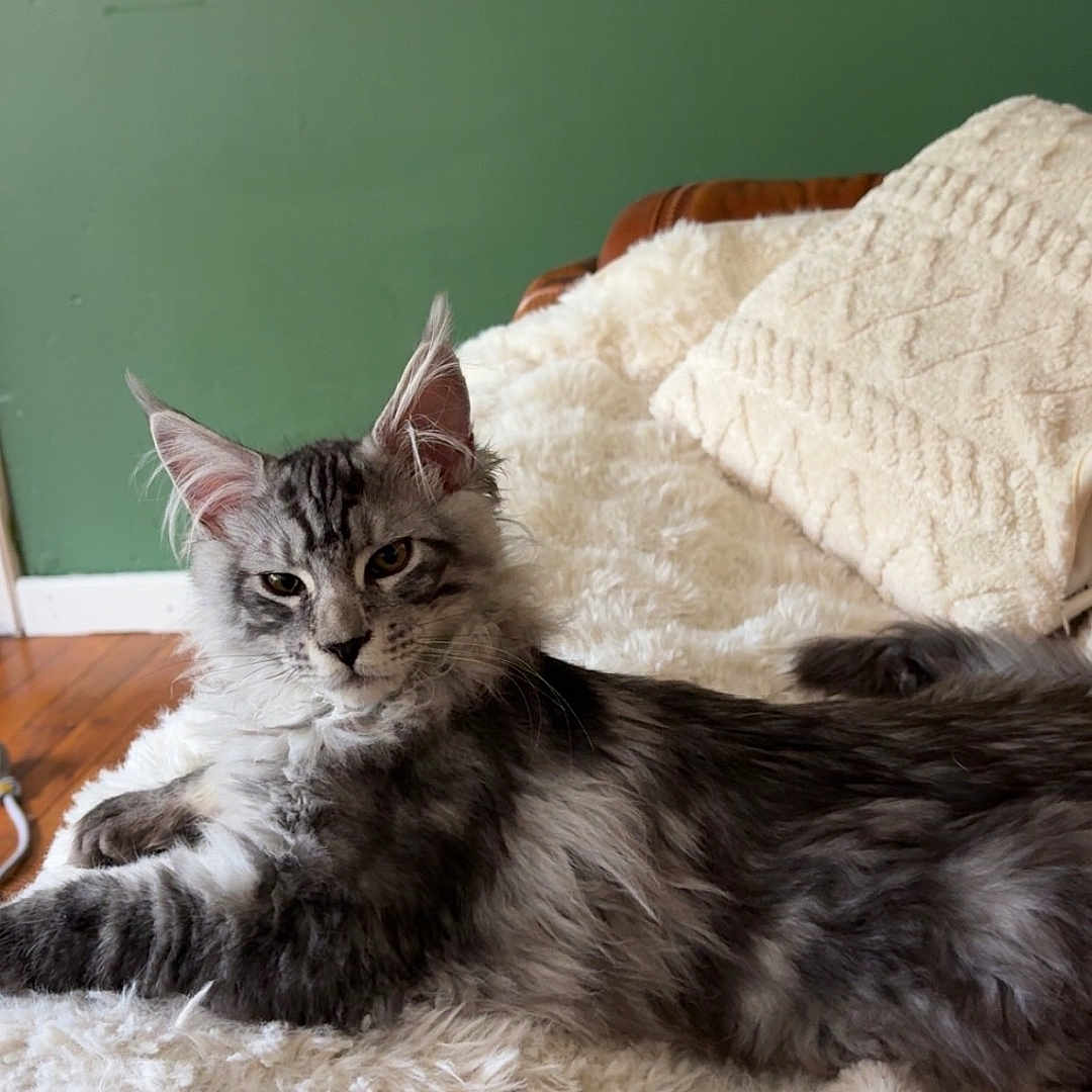 Samael participe au concours pour gagner de l'argent avec cette photo : animal, blanket, cat, cozy, cute, fluffy, fur, furniture, gray, green_wall, home, indoor, living_room, mammal, pet, pillow, relaxed, resting, tabby, wood_floor
