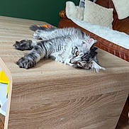 Samael a rejoint le concours — aidez-le/la à gagner de superbes lots ! cat, tabby, feline, table, wooden_table, living_room, couch, pillow, bookshelf, books, floor, wooden_floor, green_wall, relaxed, indoor, pet, furniture, cozy, laying_down, fur