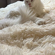 Uriel a rejoint le concours — aidez-le/la à gagner de superbes lots ! cat, white_cat, fluffy, pet, animal, indoor, blanket, soft, relaxing, cozy, fur, pink_nose, ears, sleepy, resting, closeup, bedroom, natural_light, quiet, calm